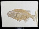 Phareodus Fish Fossil - Scarce Species #18701-2